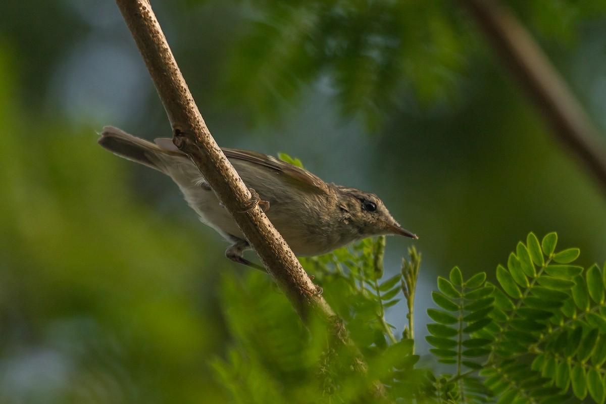 Hume's Warbler - ML421890201