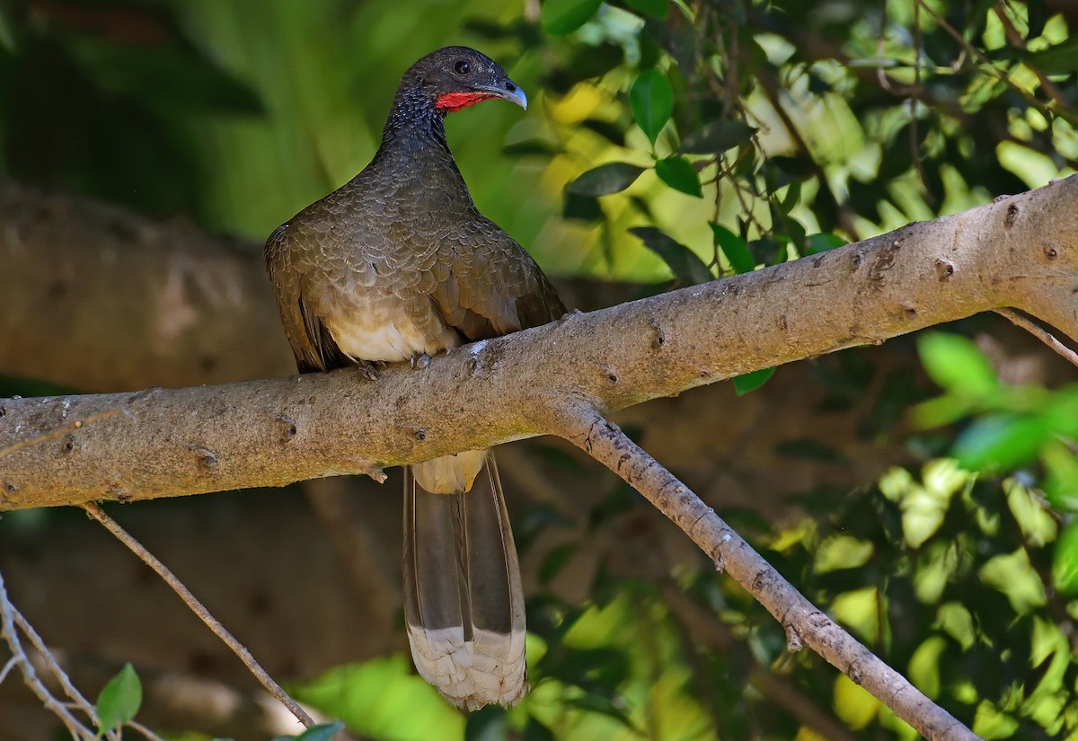 White-bellied Chachalaca - Ad Konings