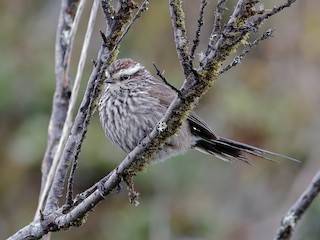  - Andean Tit-Spinetail