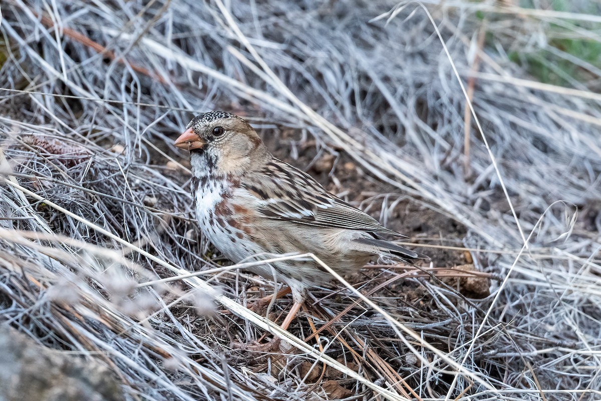 Harris's Sparrow - Tom Crabtree