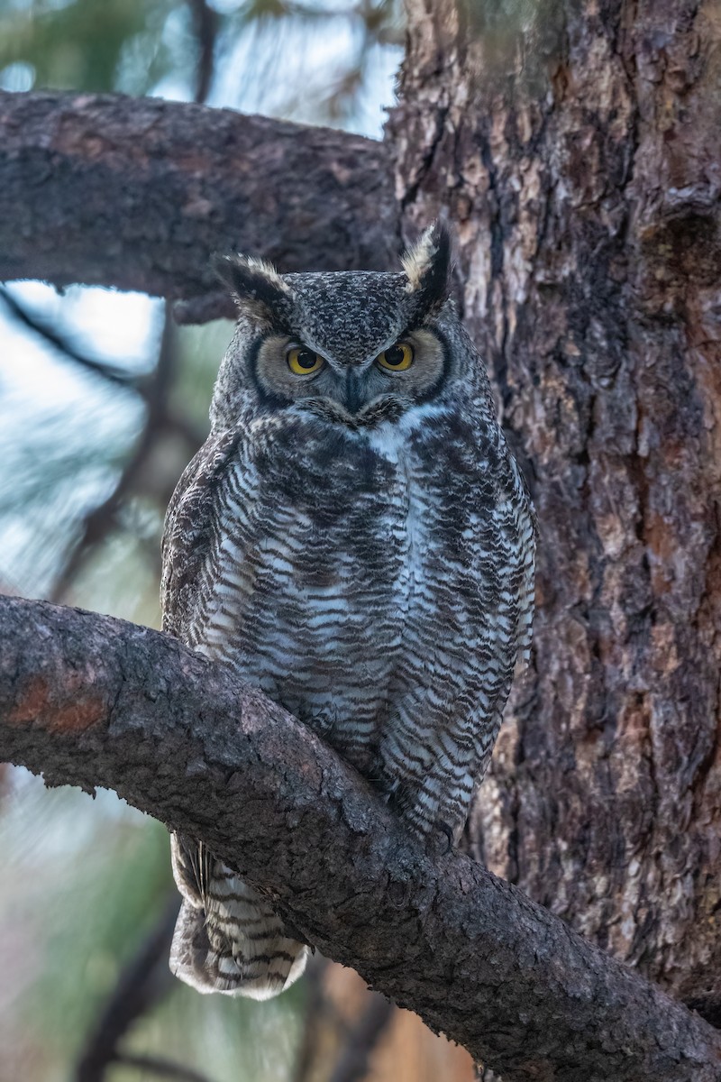 Great Horned Owl - ML421894841
