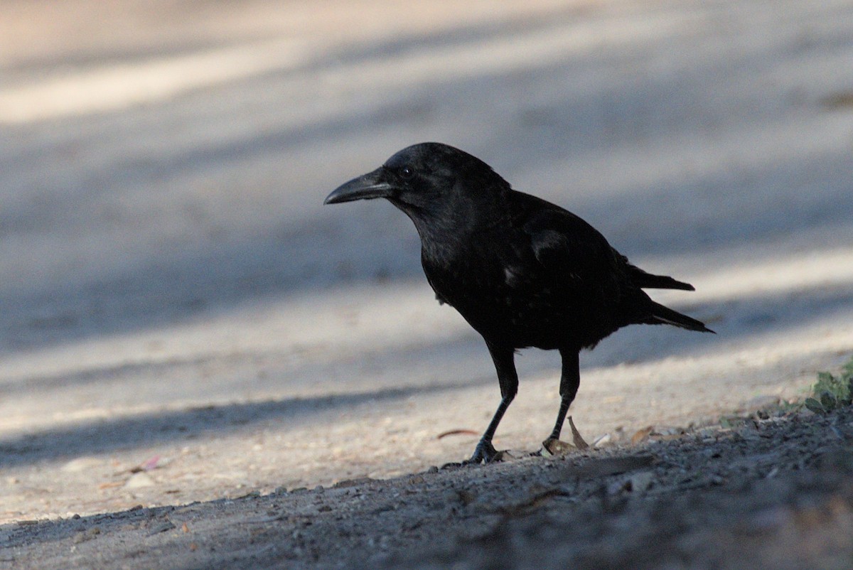 crow/raven sp. - ML421895251