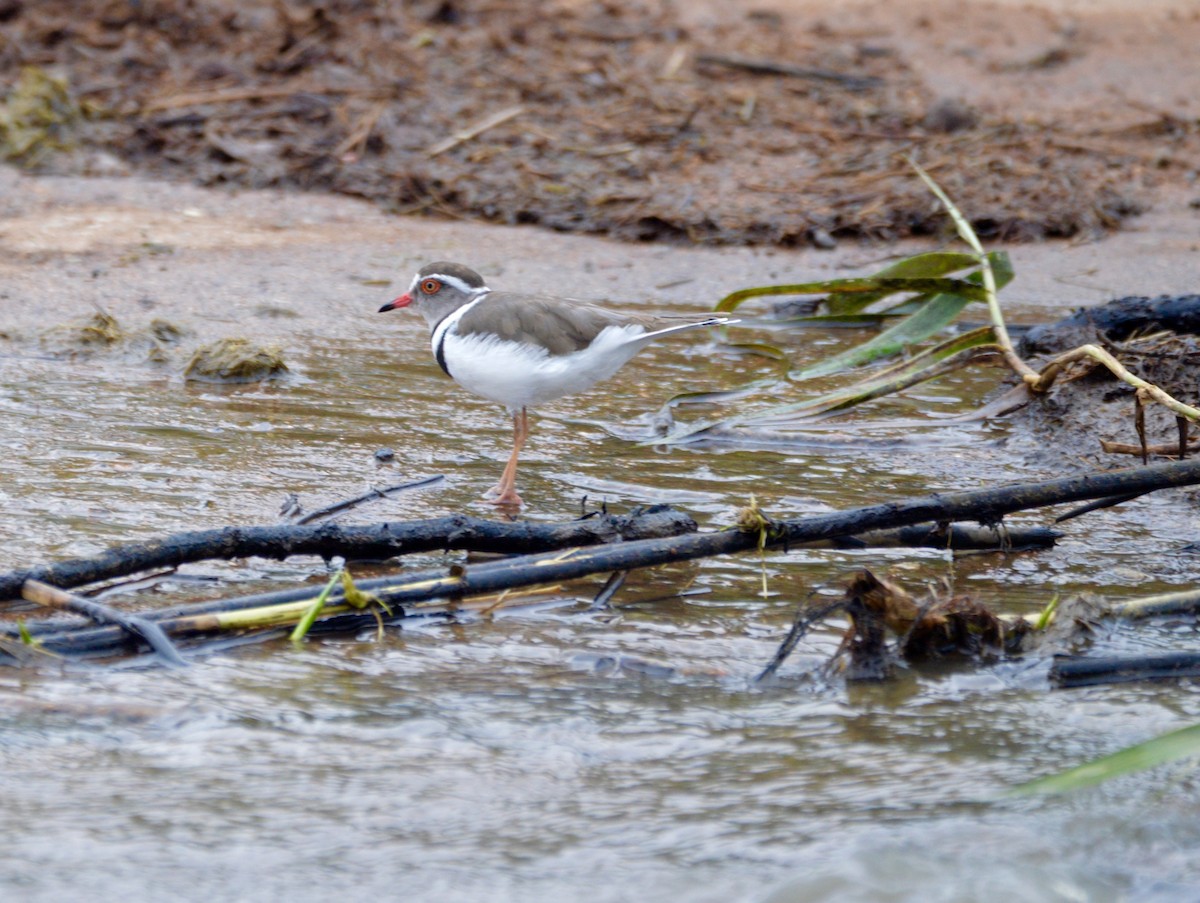 Three-banded Plover - ML421899321