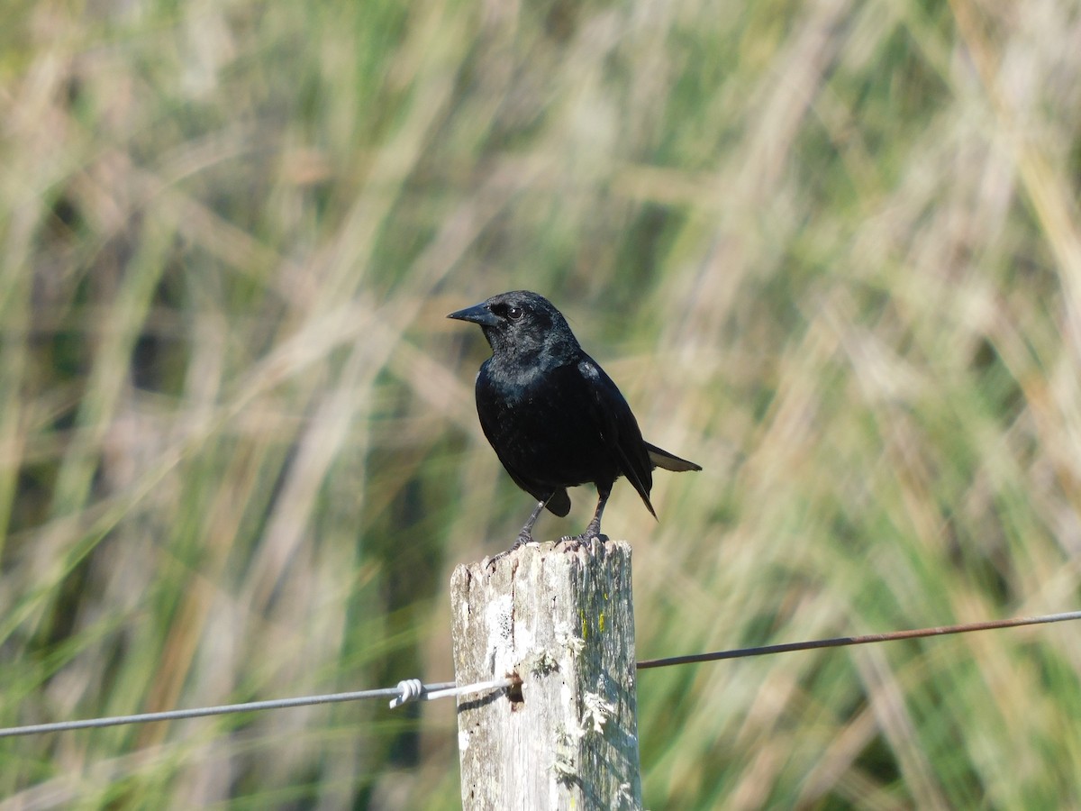 Unicolored Blackbird - ML421900441