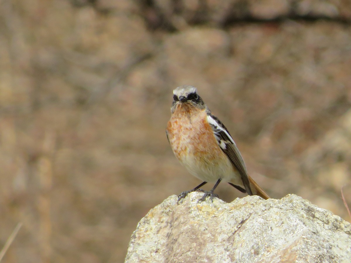 Rufous-backed Redstart - Anonymous