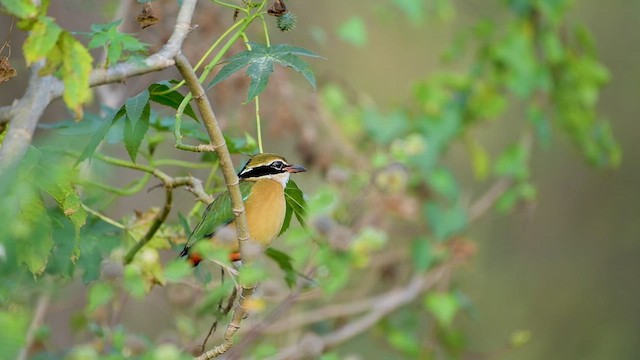  - Indian Pitta