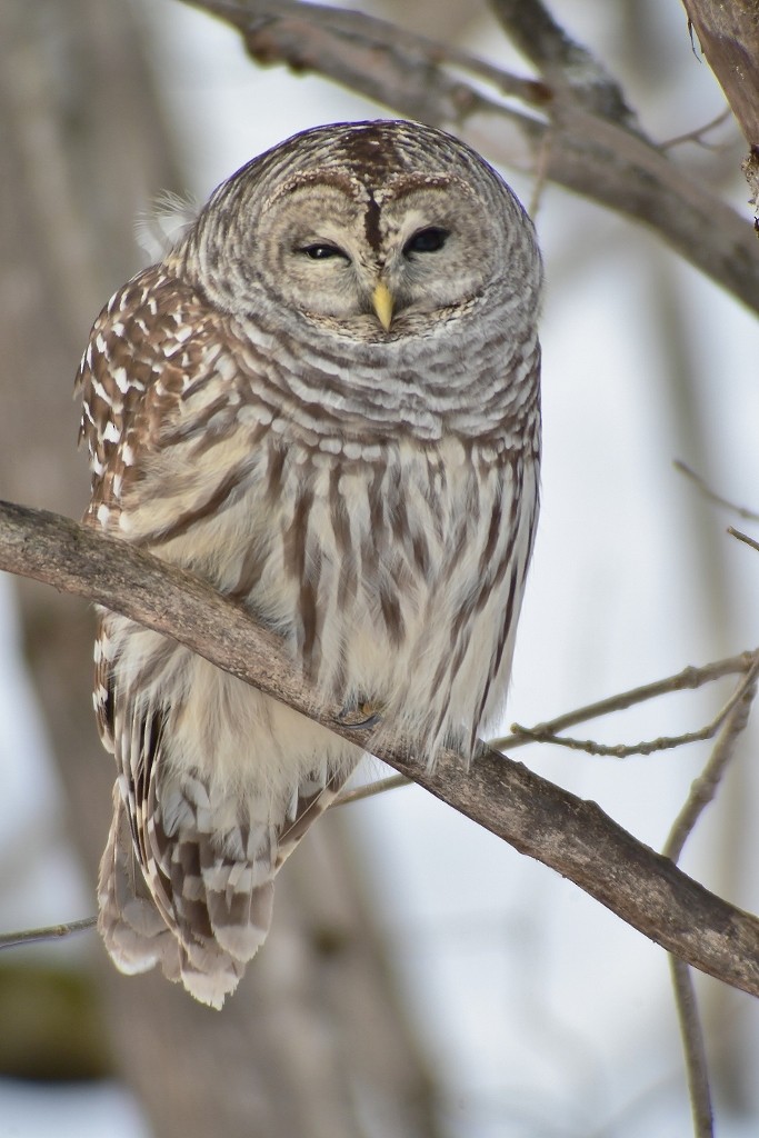 Barred Owl - thomas berriman