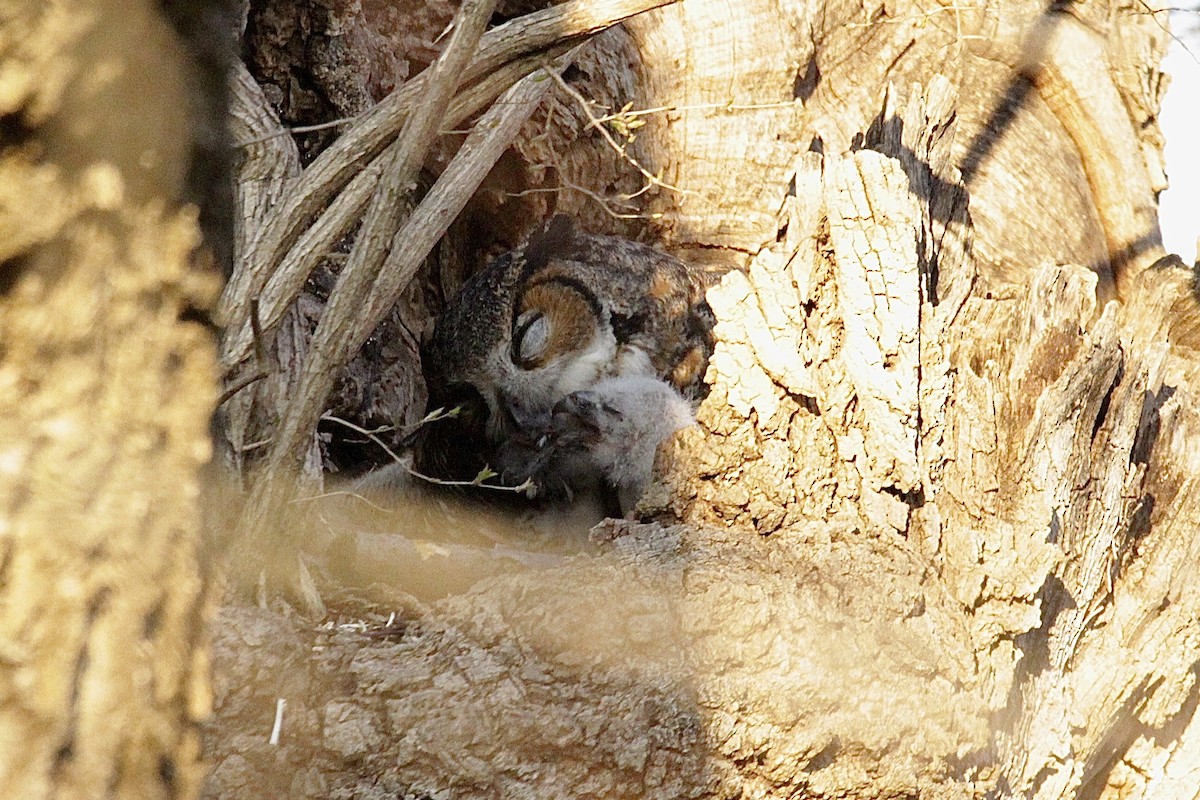 Great Horned Owl - ML421906131