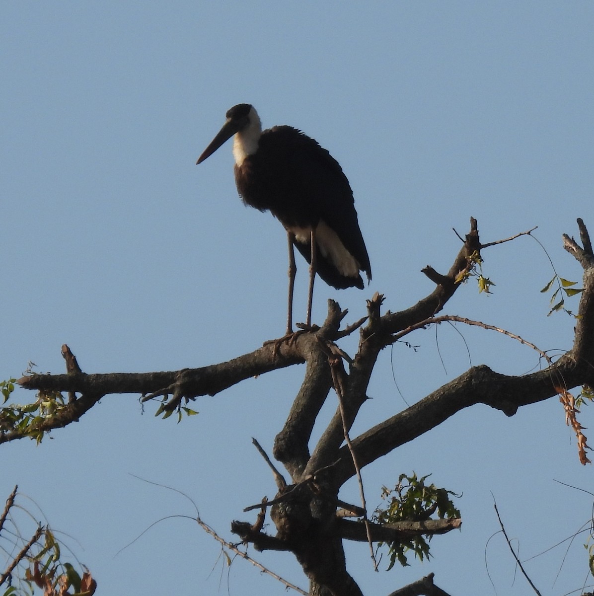 Asian Woolly-necked Stork - ML421907551