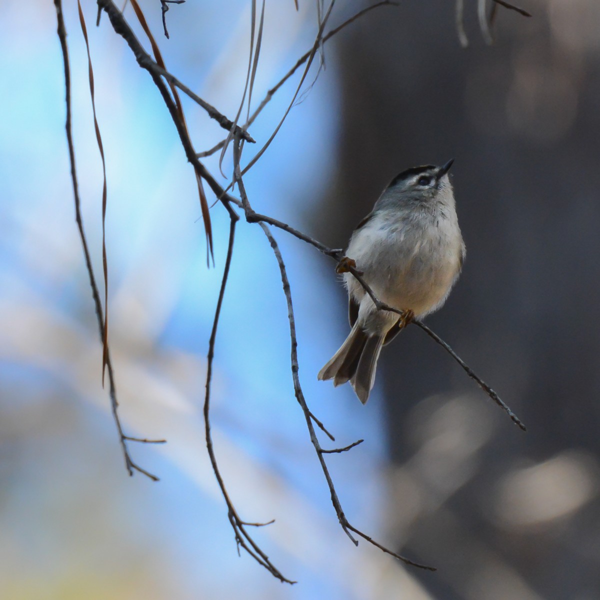 Golden-crowned Kinglet - Keith McCullough