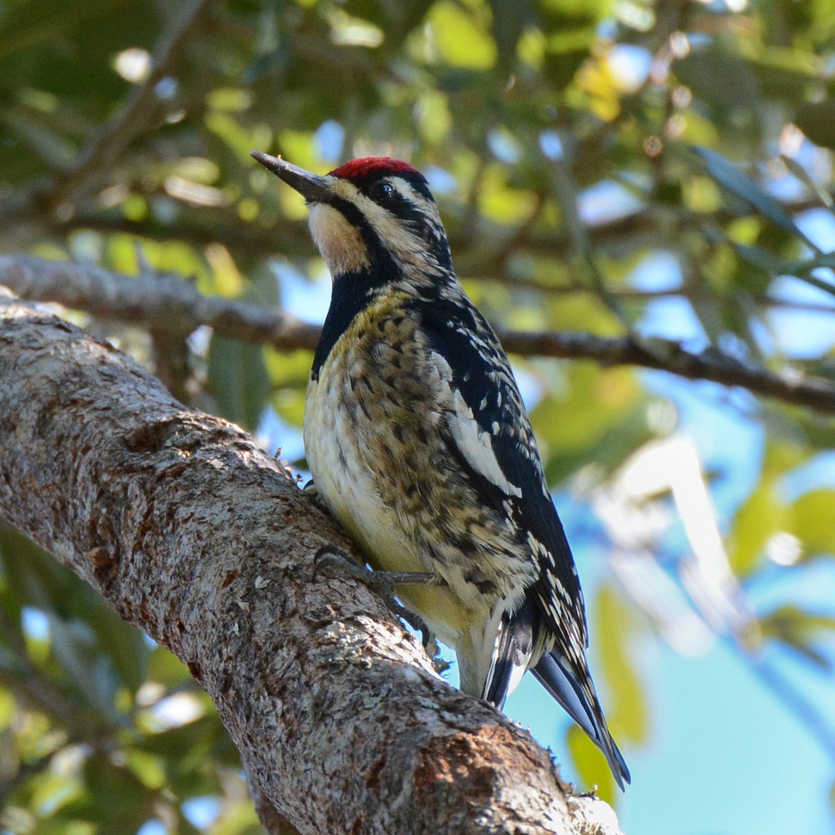 Yellow-bellied Sapsucker - Keith McCullough