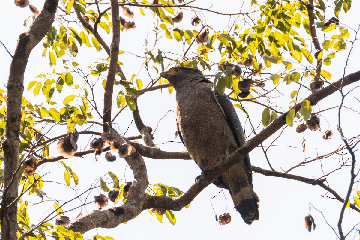Crested Serpent-Eagle - ML421914561