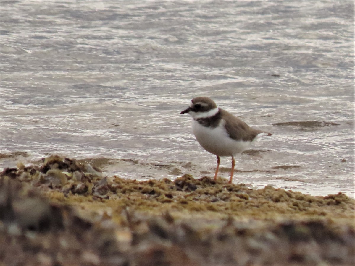 Common Ringed Plover - ML421914681