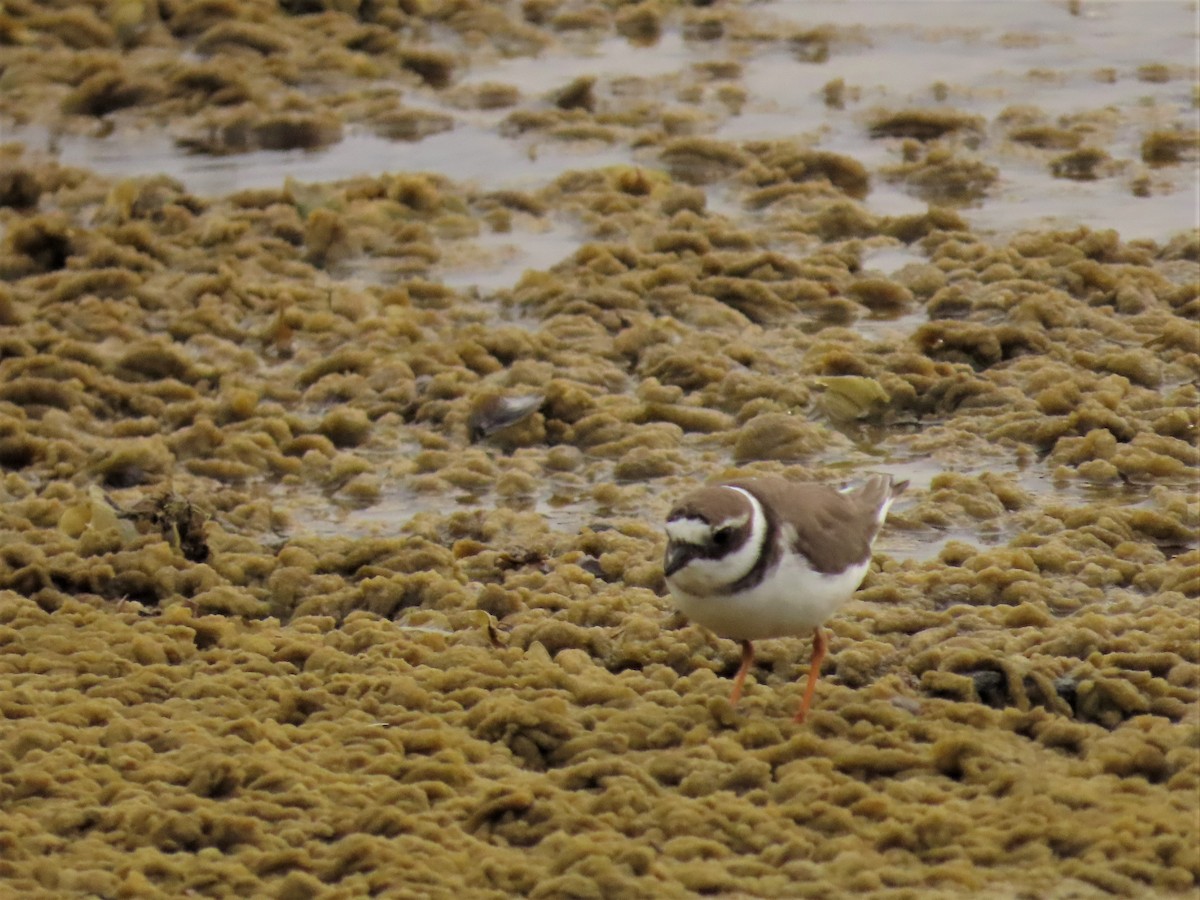 Common Ringed Plover - ML421914891