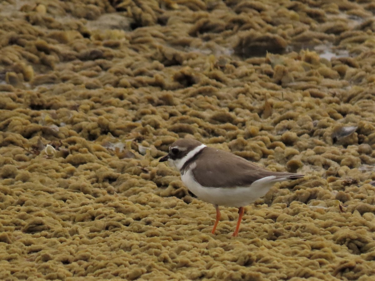 Common Ringed Plover - ML421915101
