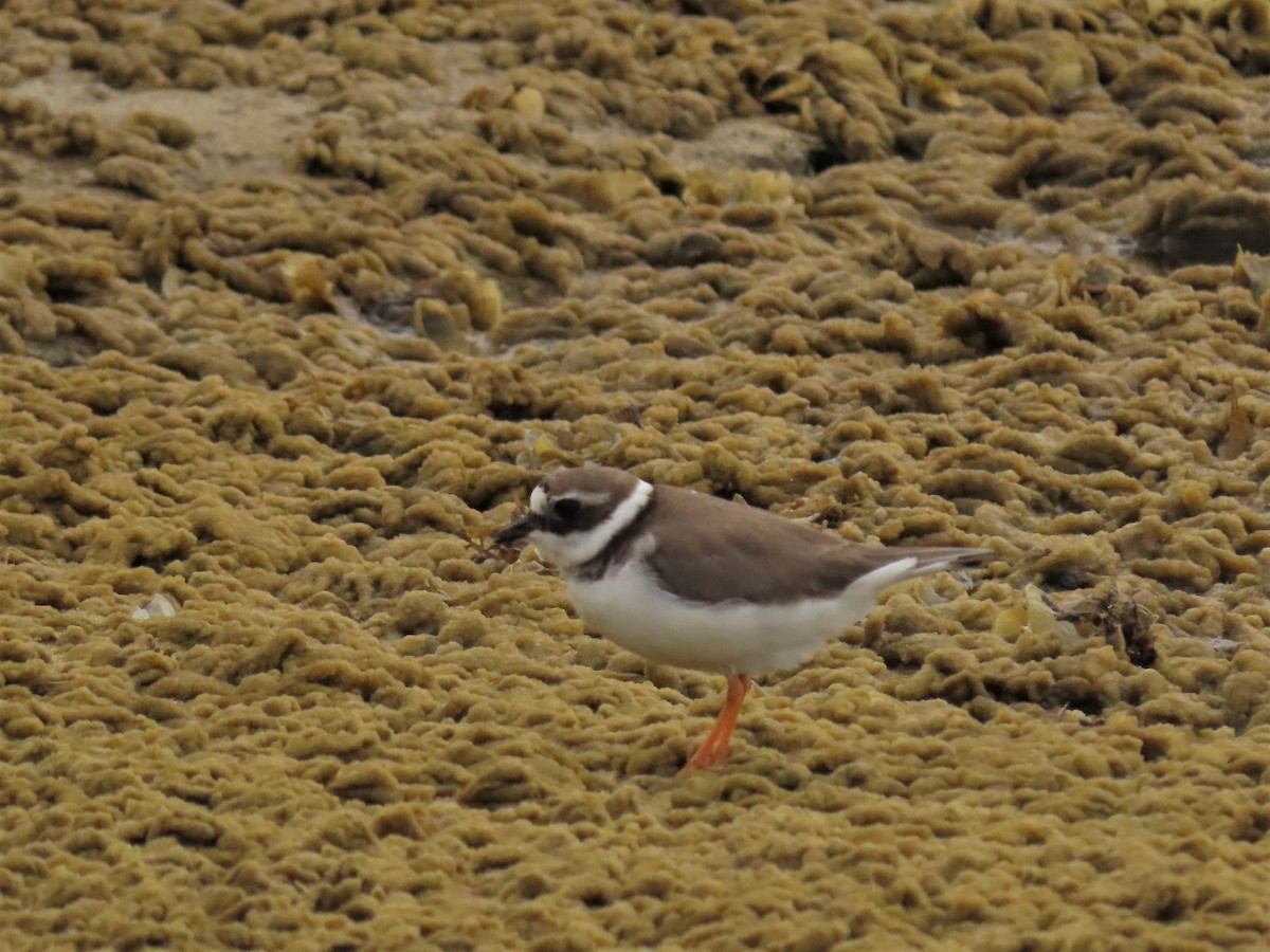 Common Ringed Plover - ML421915351