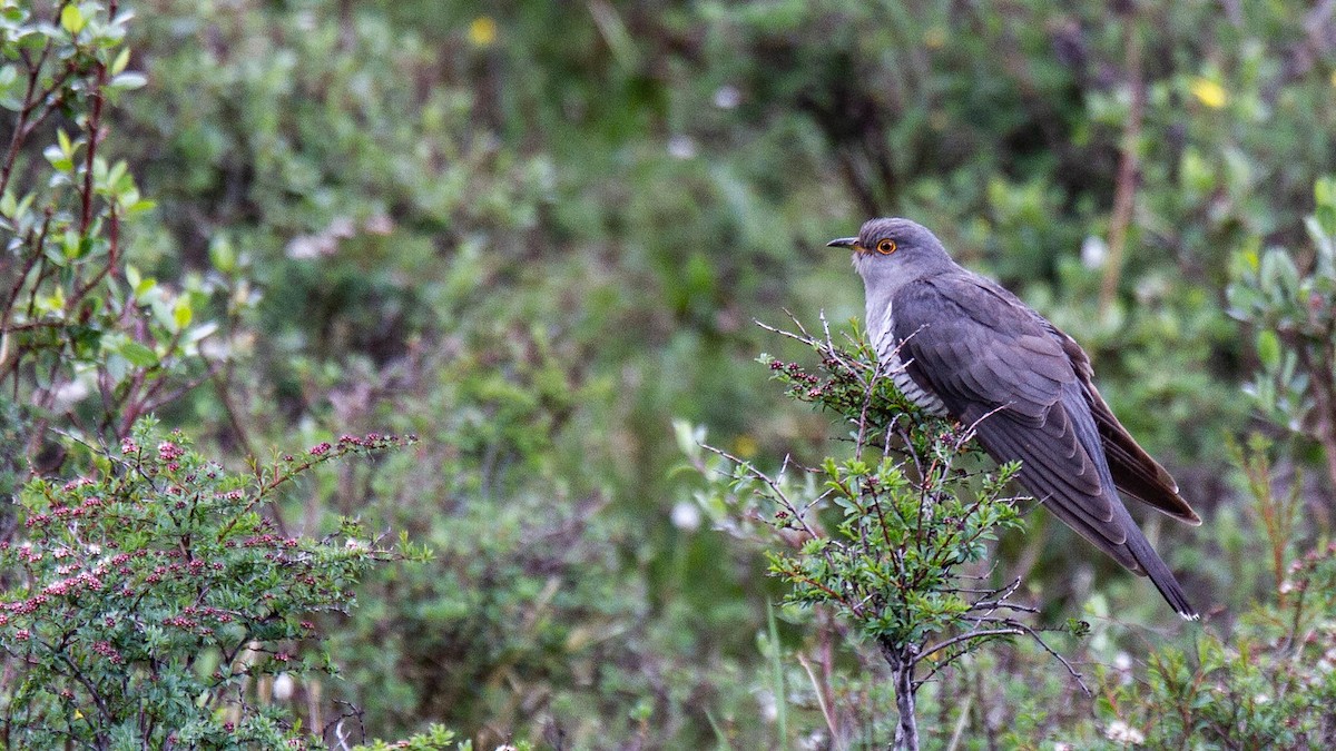 Common Cuckoo - ML421916321