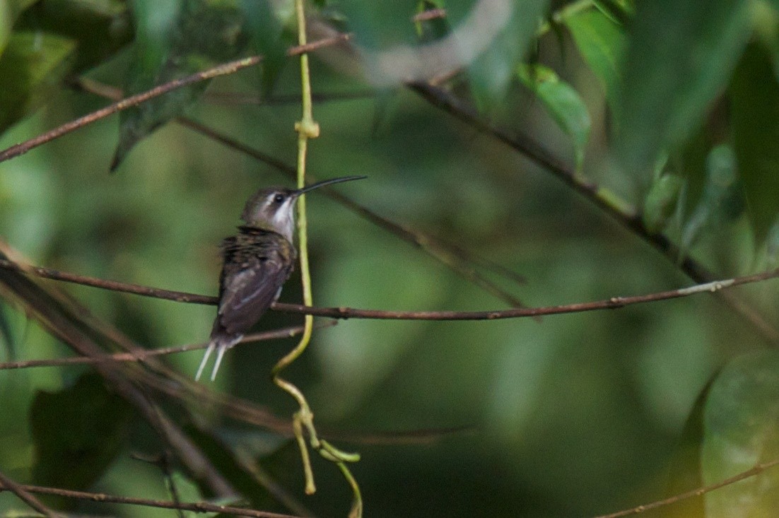 Прямоклювый колибри-отшельник - ML421918901