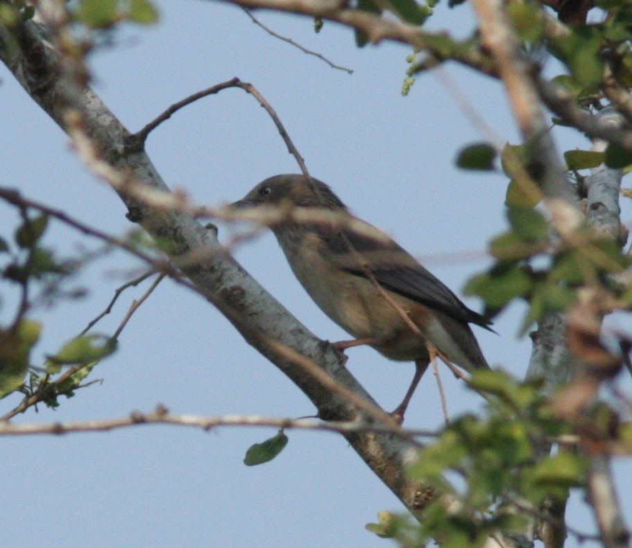 Chestnut-tailed Starling - Dave Czaplak