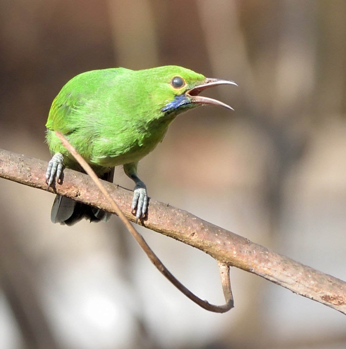 Golden-fronted Leafbird - Arun Prabhu