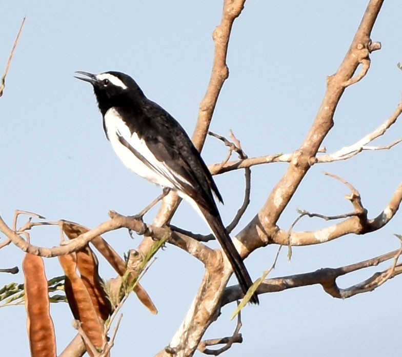 White-browed Wagtail - ML421929341