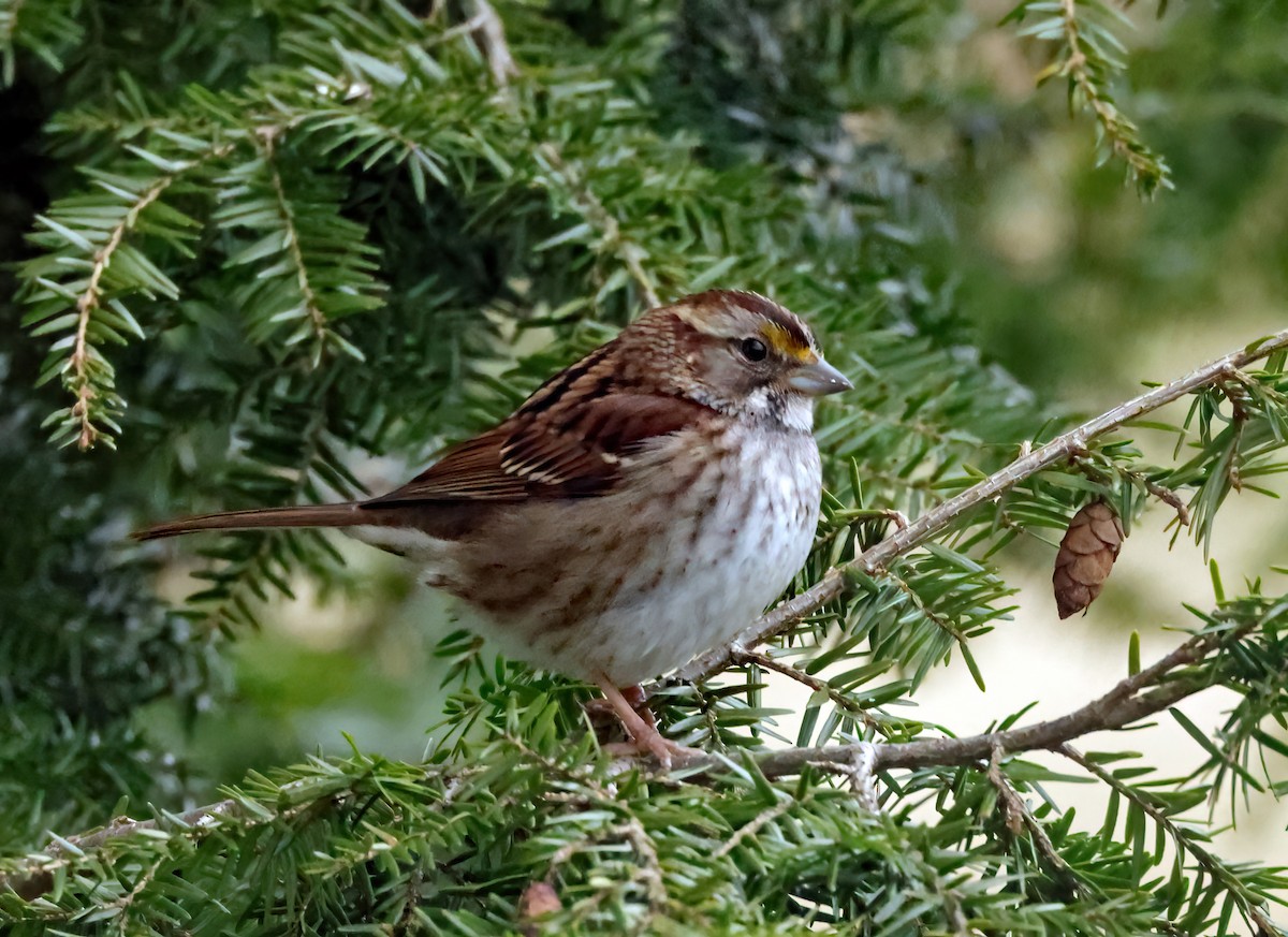 White-throated Sparrow - ML421930711