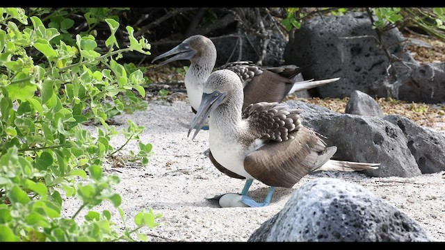 Blue-footed Booby - ML421931171