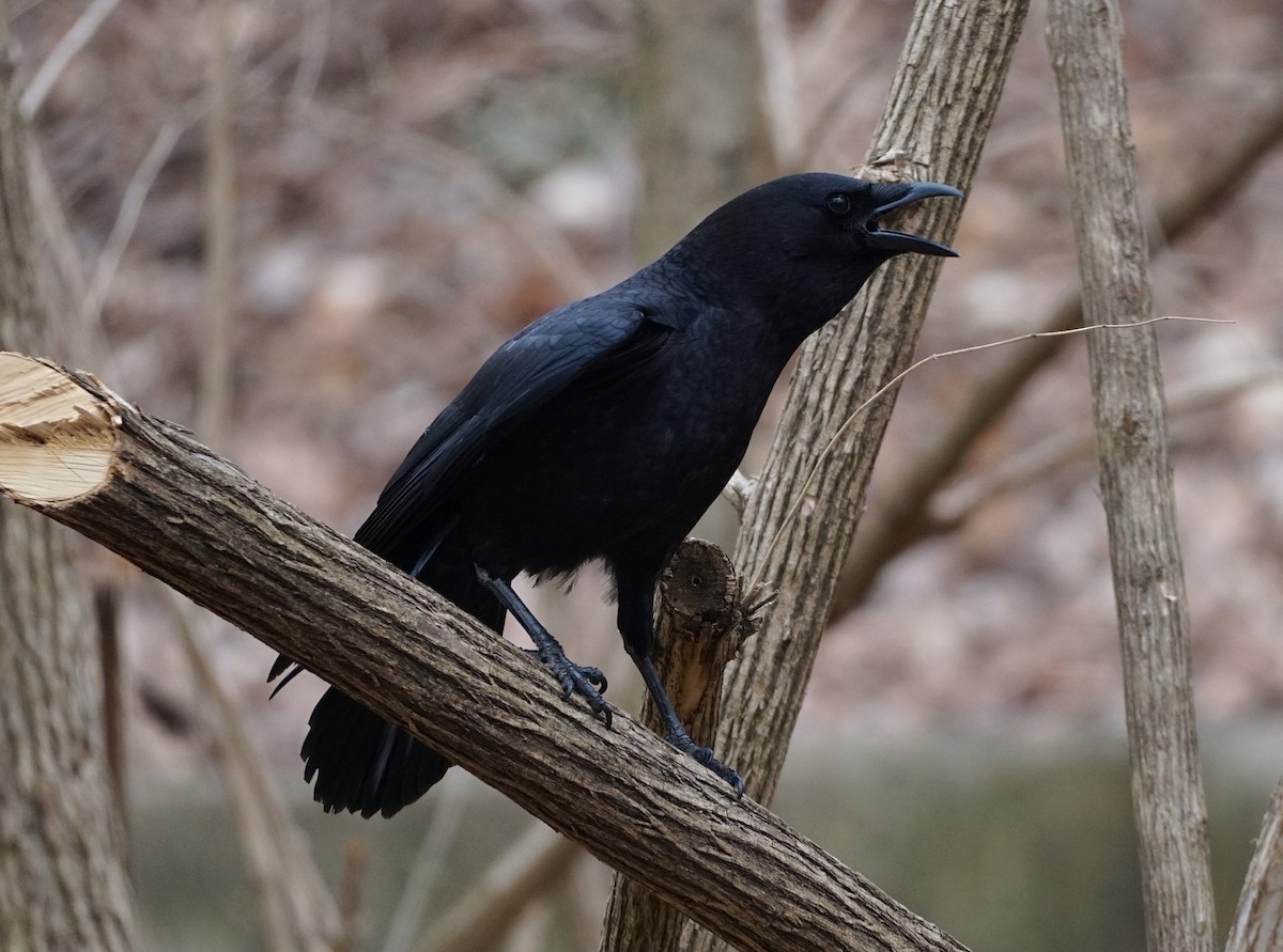 American Crow - Christopher DiPiazza