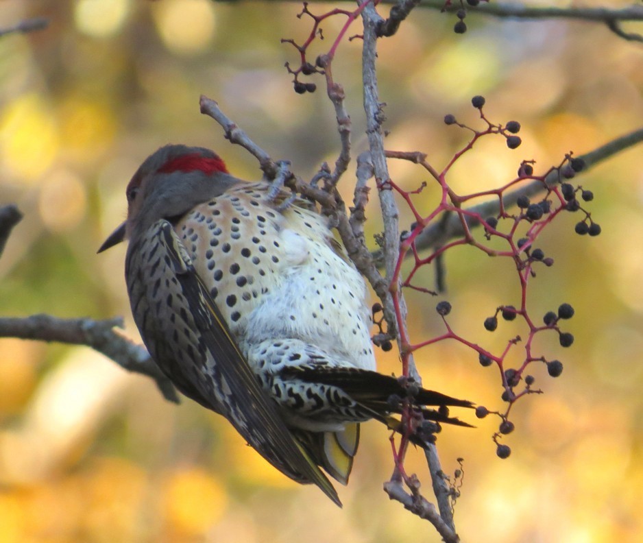 Northern Flicker (Yellow-shafted) - ML42193911