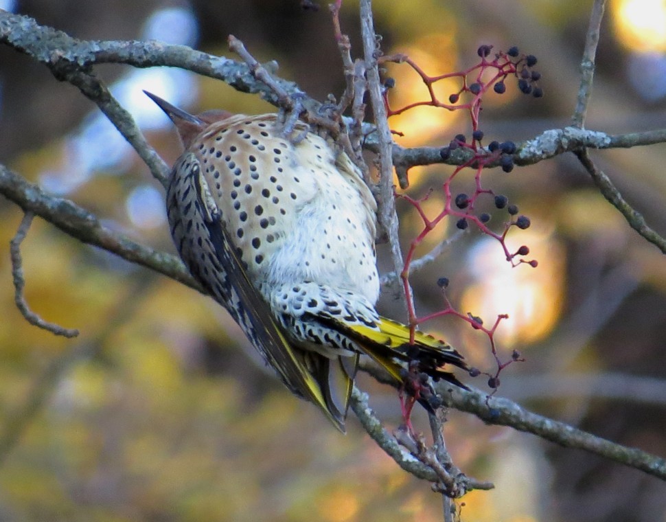 Northern Flicker (Yellow-shafted) - ML42193921