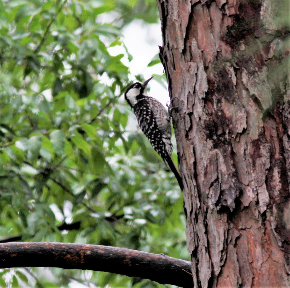 eBird Checklist 19 May 2016 Sam houston National Forest Park rd 204