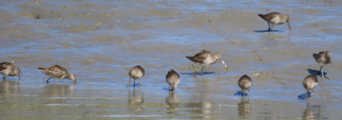 Long-billed Dowitcher - ML421944001