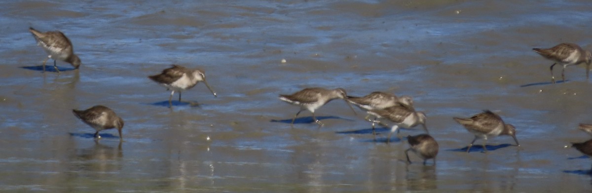 Long-billed Dowitcher - ML421944111