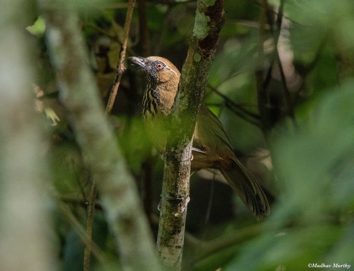 Spot-breasted Laughingthrush - ML421945121