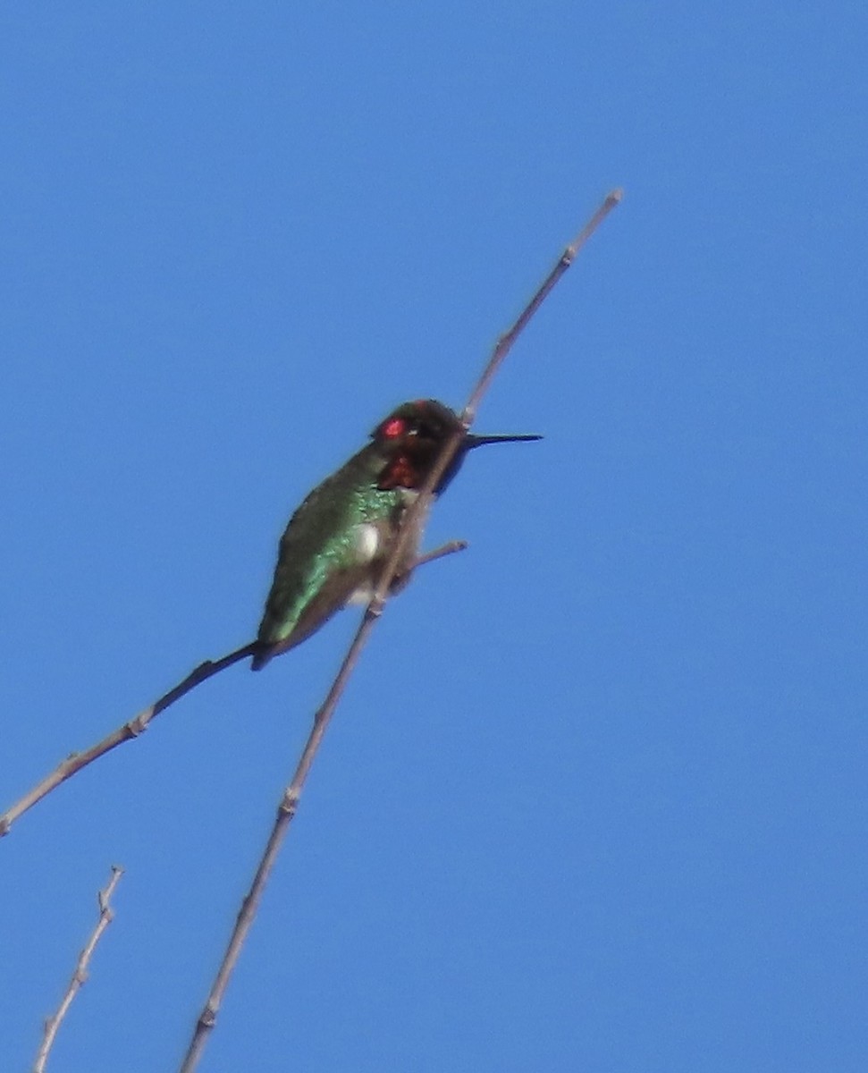 Anna's Hummingbird - ML421946421