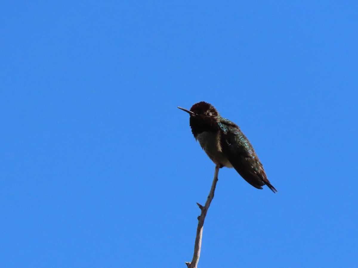 Anna's Hummingbird - Susan Stanton