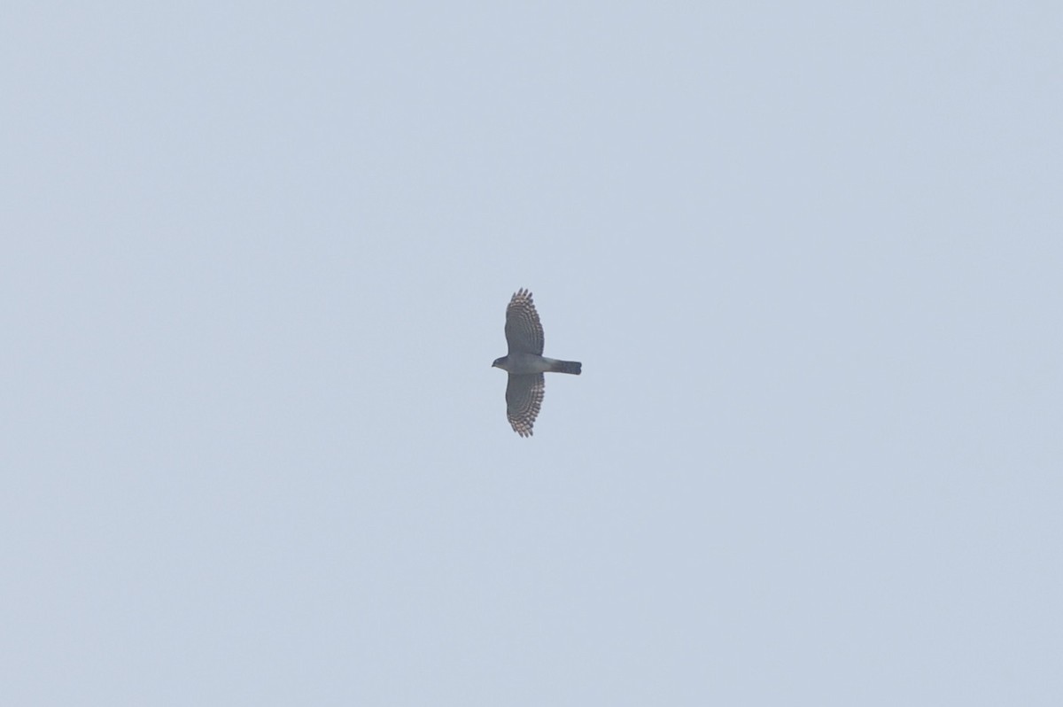 Eurasian Sparrowhawk - ML421949811