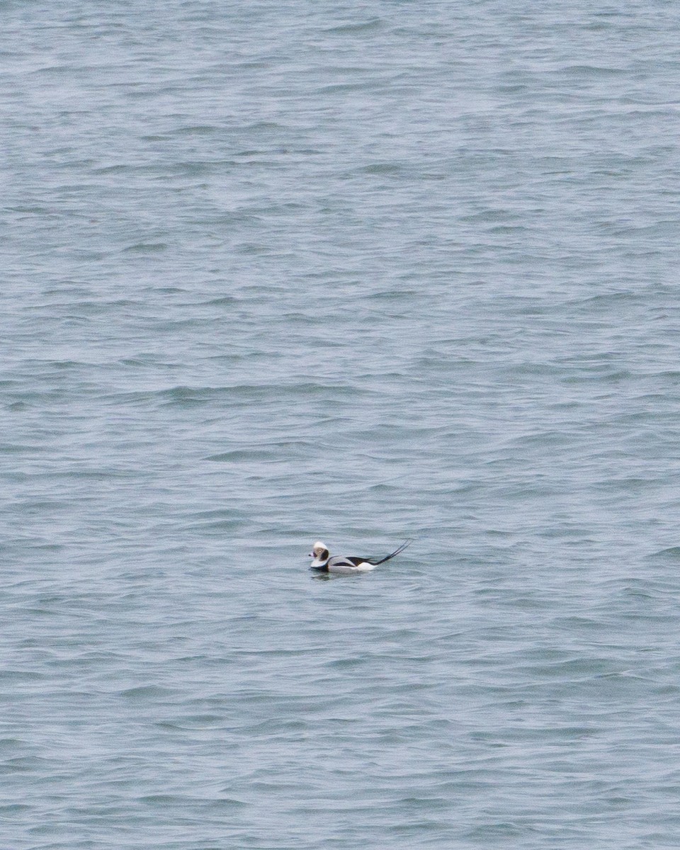 Long-tailed Duck - ML421950331