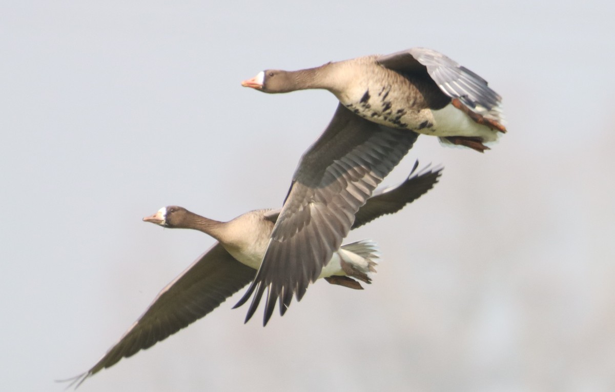 Greater White-fronted Goose - ML421950781