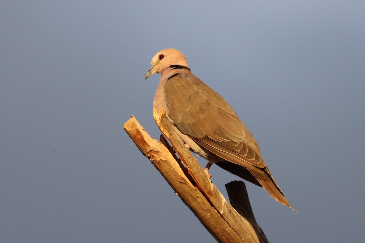Red-eyed Dove - ML421963591