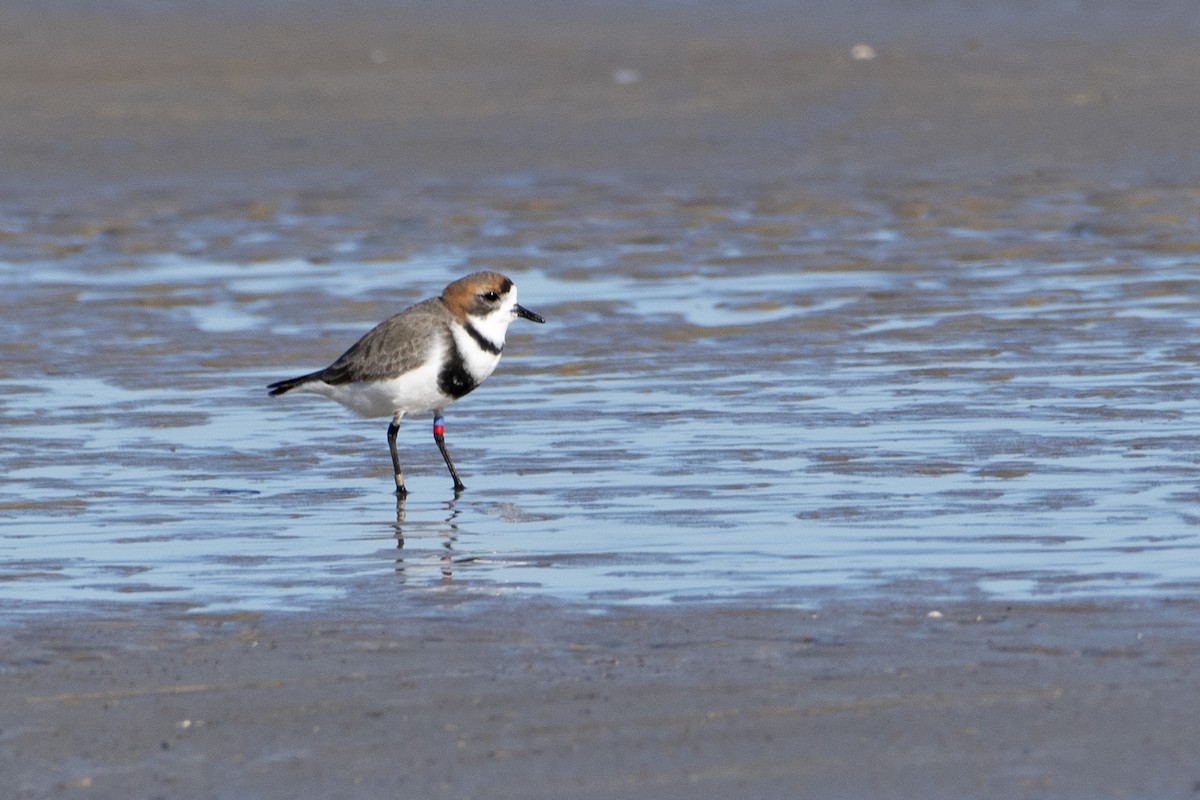 Two-banded Plover - Marco Silva