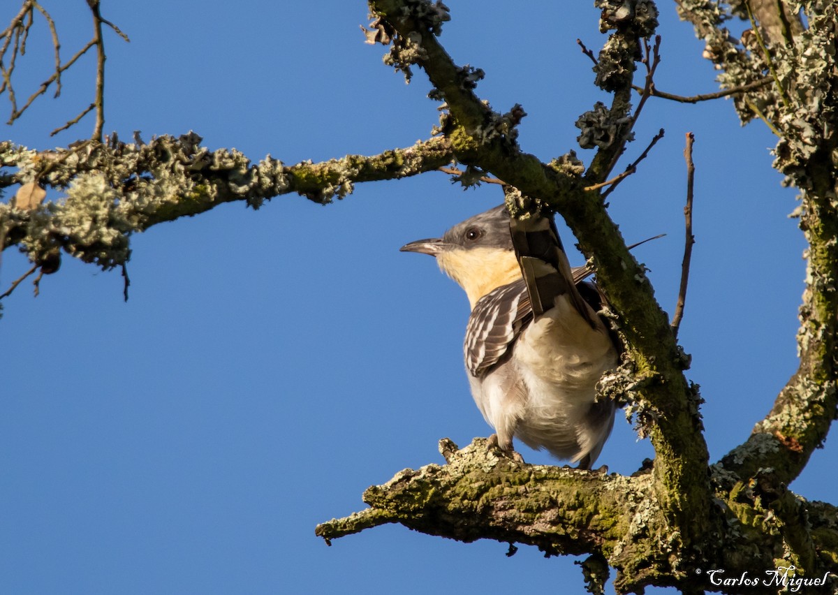 Great Spotted Cuckoo - ML421967081