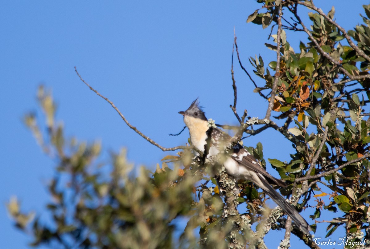 Great Spotted Cuckoo - ML421967101