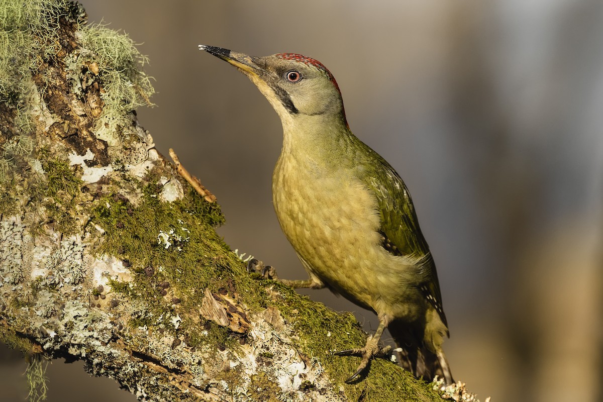 Iberian Green Woodpecker - Stefan Hirsch