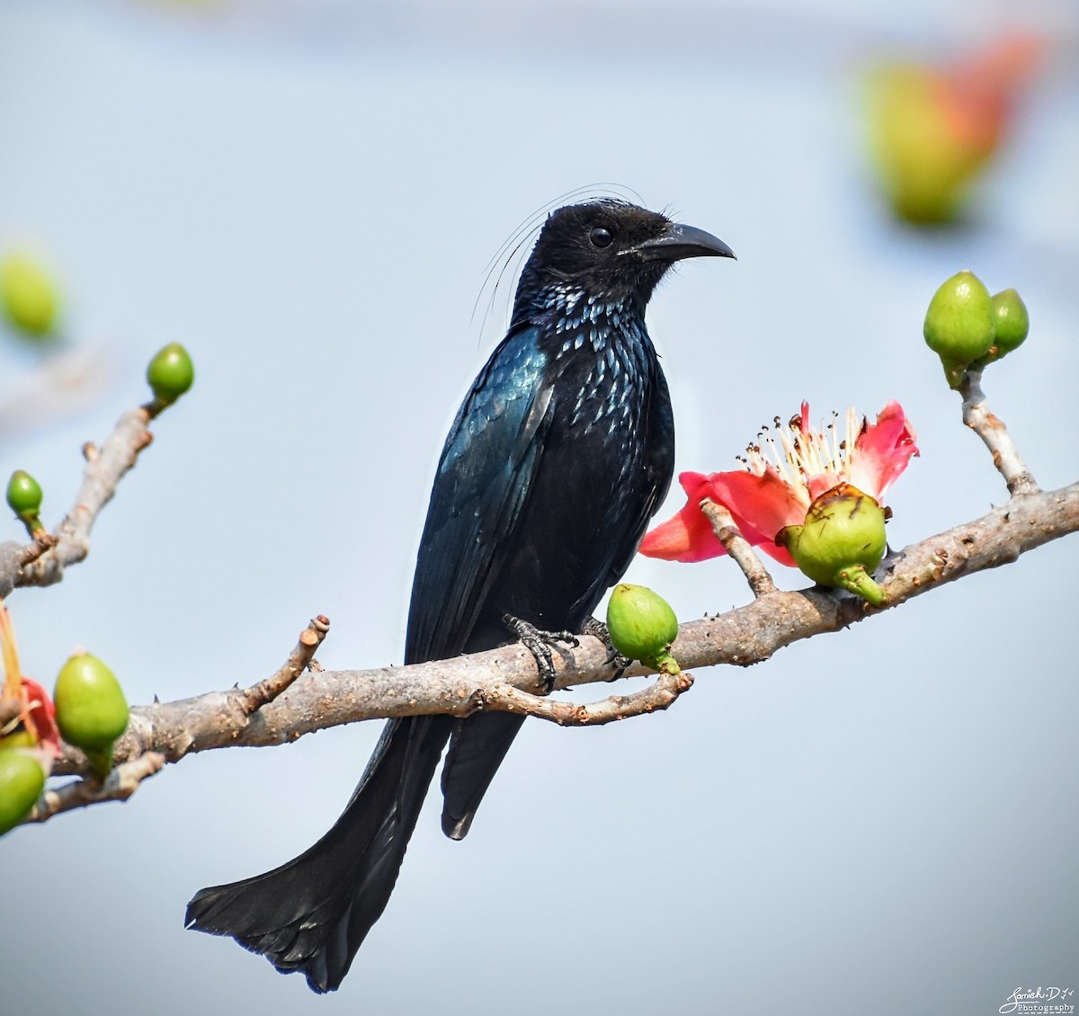 Hair-crested Drongo - ML421973821