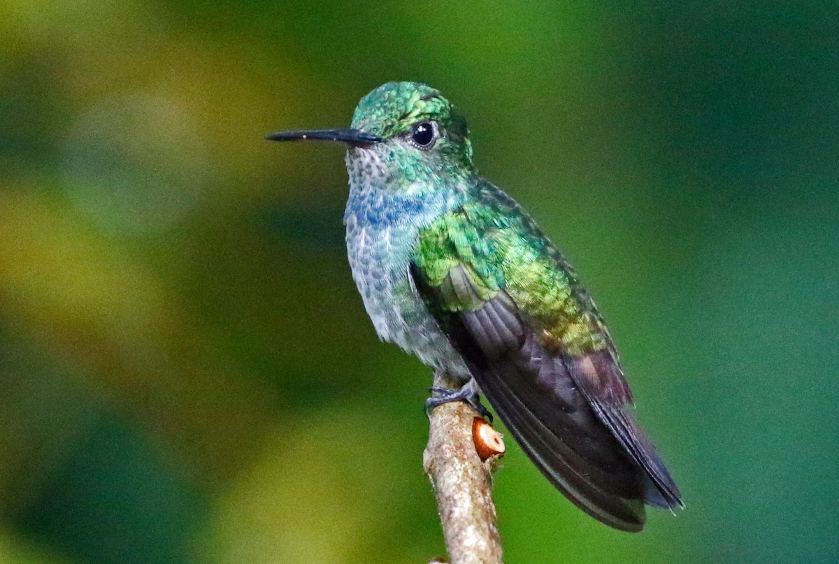 kolibřík modroprsý - ML421976961