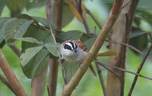 Stripe-headed Sparrow - ML42198481