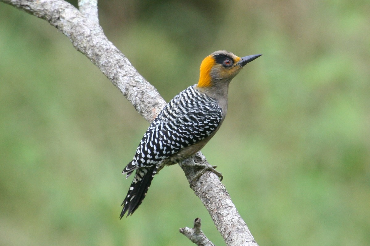 Golden-cheeked Woodpecker - ML42198561