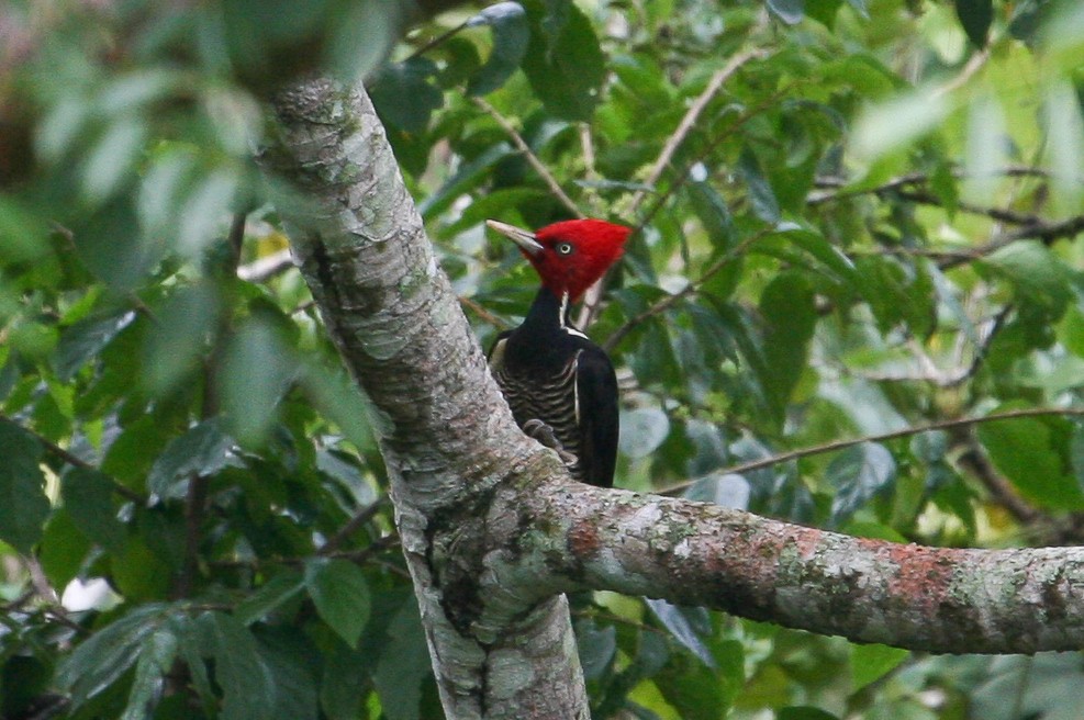 Pale-billed Woodpecker - ML42198601