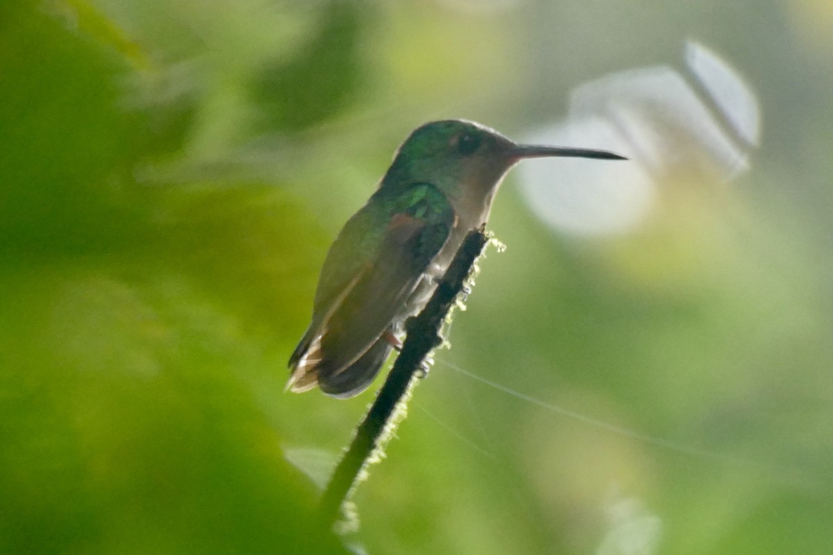 Pirre Hummingbird - ML421987311